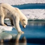 The Arctic freeze is unseasonably late this time – here’s