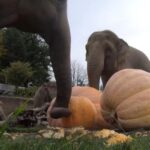 Watch: Asian elephants crush and devour huge pumpkins in annual