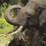 Elaborate elephant congregation in the idyllic Kala Wewa national park,