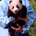Watch: Meet Fu Bao or ‘Lucky Treasure’, the first panda