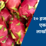यशोगाथा! एक एकरात घेतले ड्रॅगन फ्रूटचे उत्पादन; कमवतोय वर्षाला लाखो रुपये 