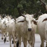 विधानसभा में बोले डिप्टी सीएम-सरकार ने बेसहारा पशुओं की सुरक्षा